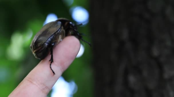 東京の通り近くの木の指に雌カブトムシがクローズアップ — ストック動画