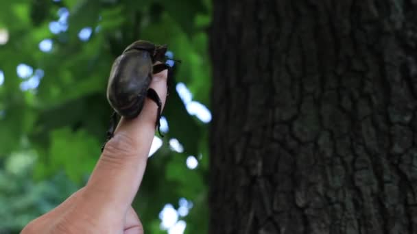 Uno scarabeo femmina al dito sull'albero vicino alla strada di Tokyo da vicino — Video Stock