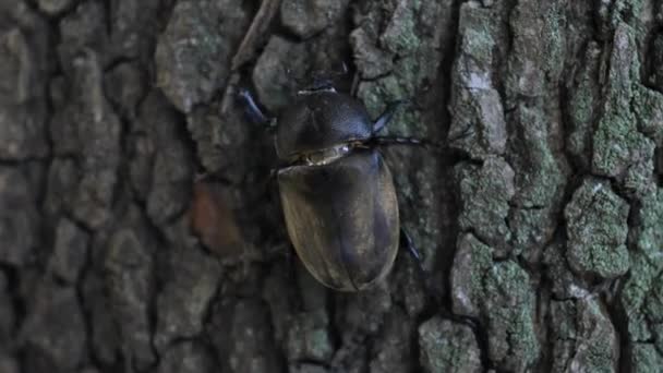 Käferweibchen am Baum in der Nähe der Straße in Tokio — Stockvideo