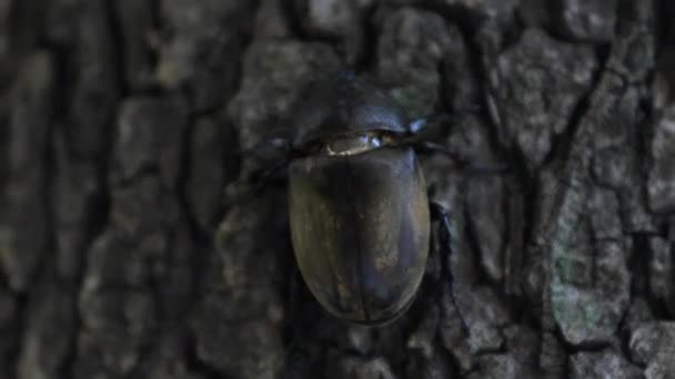 도쿄 의 거리 근처 나무에서 암컷 딱정벌레 핸드 헬드 — 비디오