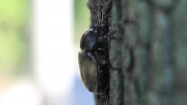 Een vrouwelijke kever in de boom in de buurt van de straat in Tokio handheld — Stockvideo