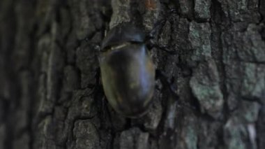 Tokyo'da sokak yakınındaki ağaçta bir dişi böcek el