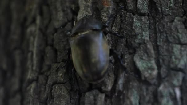 東京の通り近くの木に雌カブトムシ — ストック動画