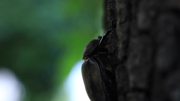 Un escarabajo hembra en el árbol cerca de la calle en Tokio de mano — Vídeo de stock