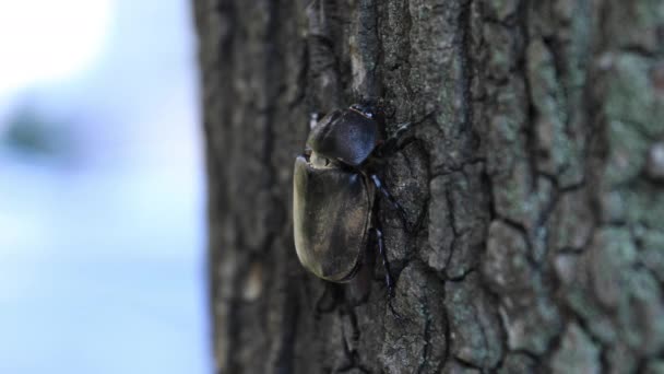 Uno scarabeo femmina sull'albero vicino alla strada di Tokyo palmare — Video Stock