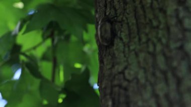 Tokyo'da sokak yakınındaki ağaçta bir dişi böcek el