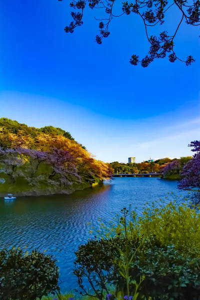 A sunset Chidorigafuchi pond with cherry trees in Tokyo in spring — Stock Photo, Image