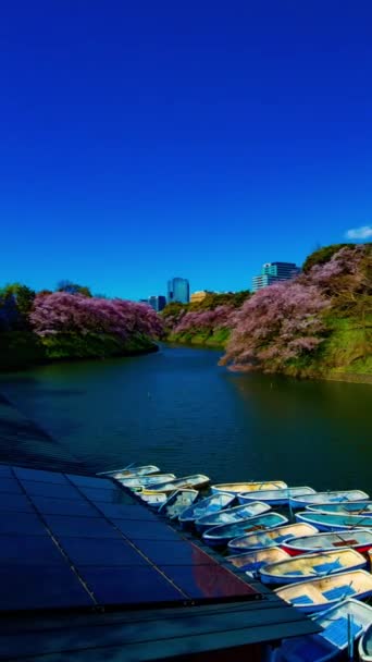 Tokyo 'da ilkbaharda dikey çekimde kiraz ağaçlarıyla Chidorigafuchi gölünün zamanı. — Stok video