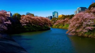 Baharda Tokyo 'da kiraz ağaçları olan Chidorigafuchi gölünün zaman çizelgesi.