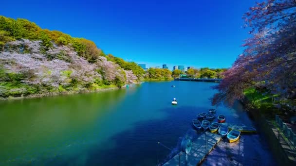 En timelapse av Chidorigafuchi damm med körsbärsträd i Tokyo i vår bred skott — Stockvideo
