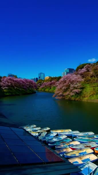 Тімелапсис ставка Чідорігафуті з вишневими деревами в Токіо навесні вертикальний постріл. — стокове відео
