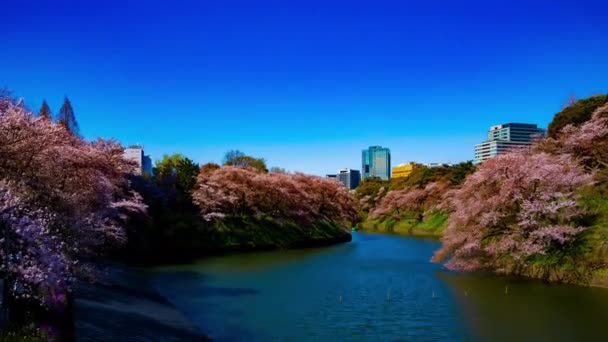 A timelapse of Chidorigafuchi pond with cherry trees in Tokyo in spring wide shot — Stock Video