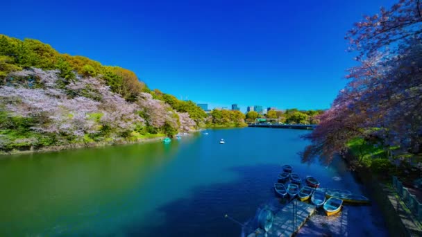 春のワイドショットで東京都の桜と千鳥ヶ淵池の経過 — ストック動画