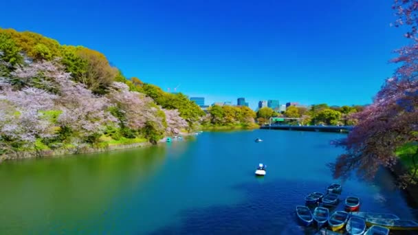 Timelapse Chidorigafuchi staw z wiśniowymi drzewami w Tokio w skoku szeroki strzał — Wideo stockowe