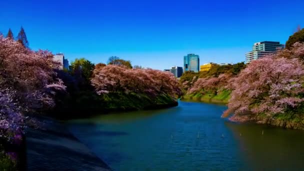 Sebuah timelapse dari kolam Chidorigafuchi dengan pohon ceri di Tokyo dalam tembakan lebar musim semi — Stok Video