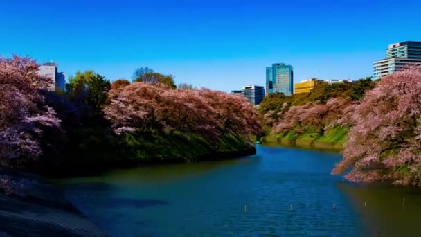 Sebuah timelapse dari kolam Chidorigafuchi dengan pohon ceri di Tokyo dalam tembakan lebar musim semi — Stok Video