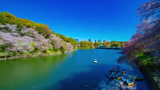 Ένα timelapse της λίμνης Chidorigafuchi με κερασιές στο Τόκιο την άνοιξη ευρύ πλάνο — Αρχείο Βίντεο