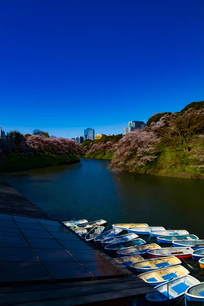 A Chidorigafuchi pond with cherry trees in Tokyo in spring wide shot — Stock Photo, Image