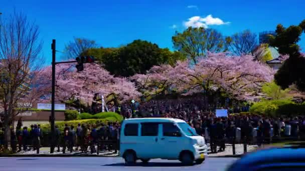 Чаммелапс натовпу з вишневими деревами на вулиці Кудансіта в Токіо навесні широкий постріл. — стокове відео
