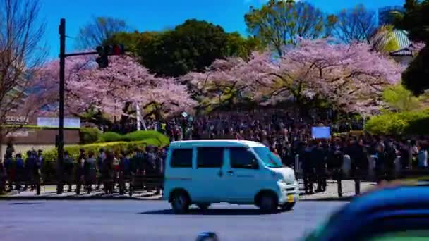 Временная съемка толпы с вишневыми деревьями на улице Куданшита в Токио весной — стоковое видео