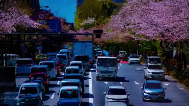 A timelapse of the cherry street at Yasukuni avenue in Tokyo long shot — Stock Video