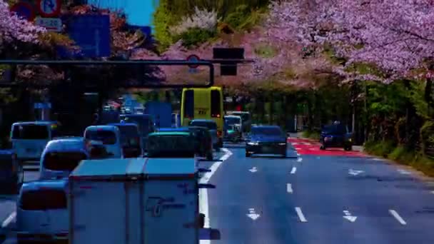 Ein Zeitraffer der Kirschstraße an der Yasukuni-Allee in Tokio long shot — Stockvideo