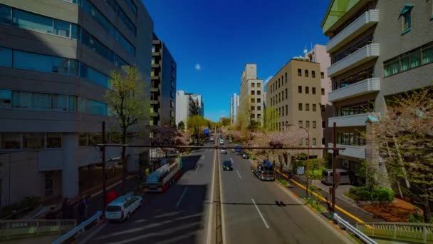 A timelapse of the cherry street at Yasukuni avenue in Tokyo wide shot — ストック動画