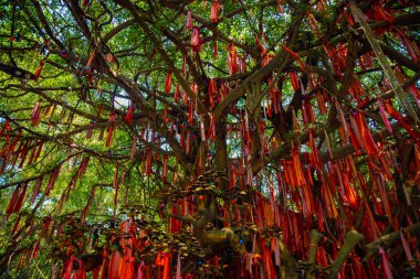 Ho Chi Minh Vietnam 'daki Suoi Tien parkında bir kahin