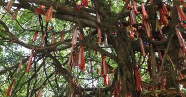 Ho Chi Minh Vietnam 'daki Suoi Tien parkında bir kahin.