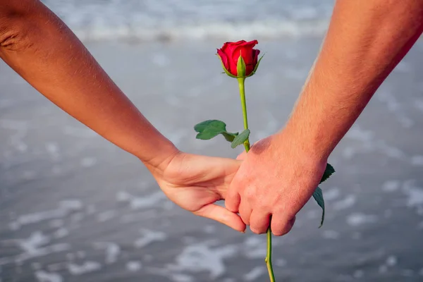 Valentines Day 14 Februari Seorang pria memberikan seorang wanita mawar berdiri di pantai oleh laut pagi musim panas — Stok Foto