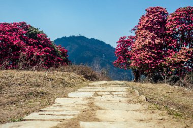 Himalaya dağlarının manzarası çok güzel. Karla kaplı dağ tepeleri ve çiçek açan ağaçlar. Dağlarda yürüyüş konsepti