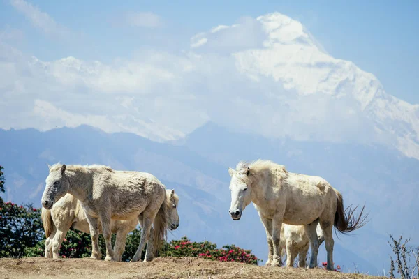 Красивые белые лошади пасутся рядом с горами Непала — стоковое фото