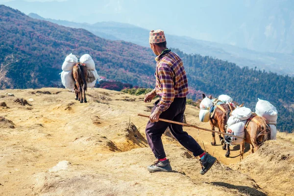 Yaşlı adam Himalaya Dağları 'nda bir çoban ve eşek sürüsüdür. Kırsal ve dağlık bölgelerde çalışma kavramı