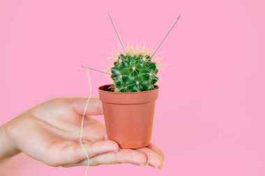 yeşil kaktüs elinde kahverengi bir tencerede pembe bir arka planda