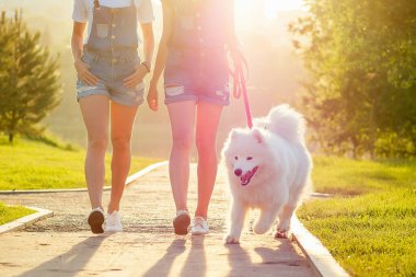 Kot pantolon giymiş iki güzel ve çekici kız arkadaş yaz parkında gün batımında tüylü bir köpekle yürüyorlar.