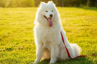 beyaz tüylü şirin samoyed dil köpek yaz park günbatımı ışınları alan arka plan köpek bakım içinde