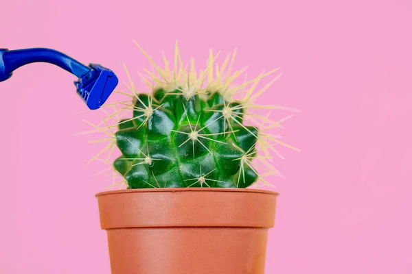 Kahverengi tencerede yeşil kaktüs ve pembe arka planda jilet. Vücuttaki istenmeyen tüylerin alınması, epilasyon ve epilasyon konsepti