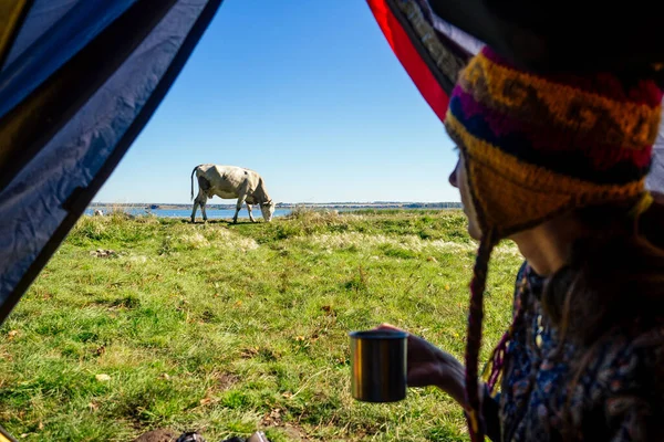 Mulher em um chapéu engraçado do Nepal sentado em um saco de dormir azul na tenda segurando uma caneca térmica e beber chá xícara de café e olha para a vaca dentro tiro. bom dia na viagem da aldeia — Fotografia de Stock