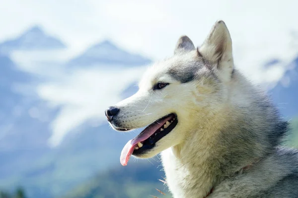 Dog with a woman walking mountains outdoors — Stock Photo, Image