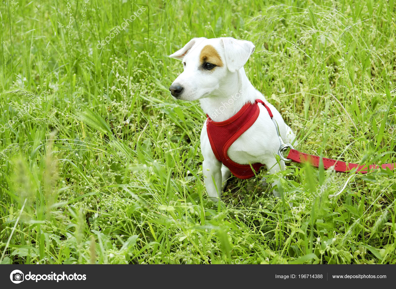 Funny Puppy Jack Russell Terrier Sitting Grass Meadow Park Young