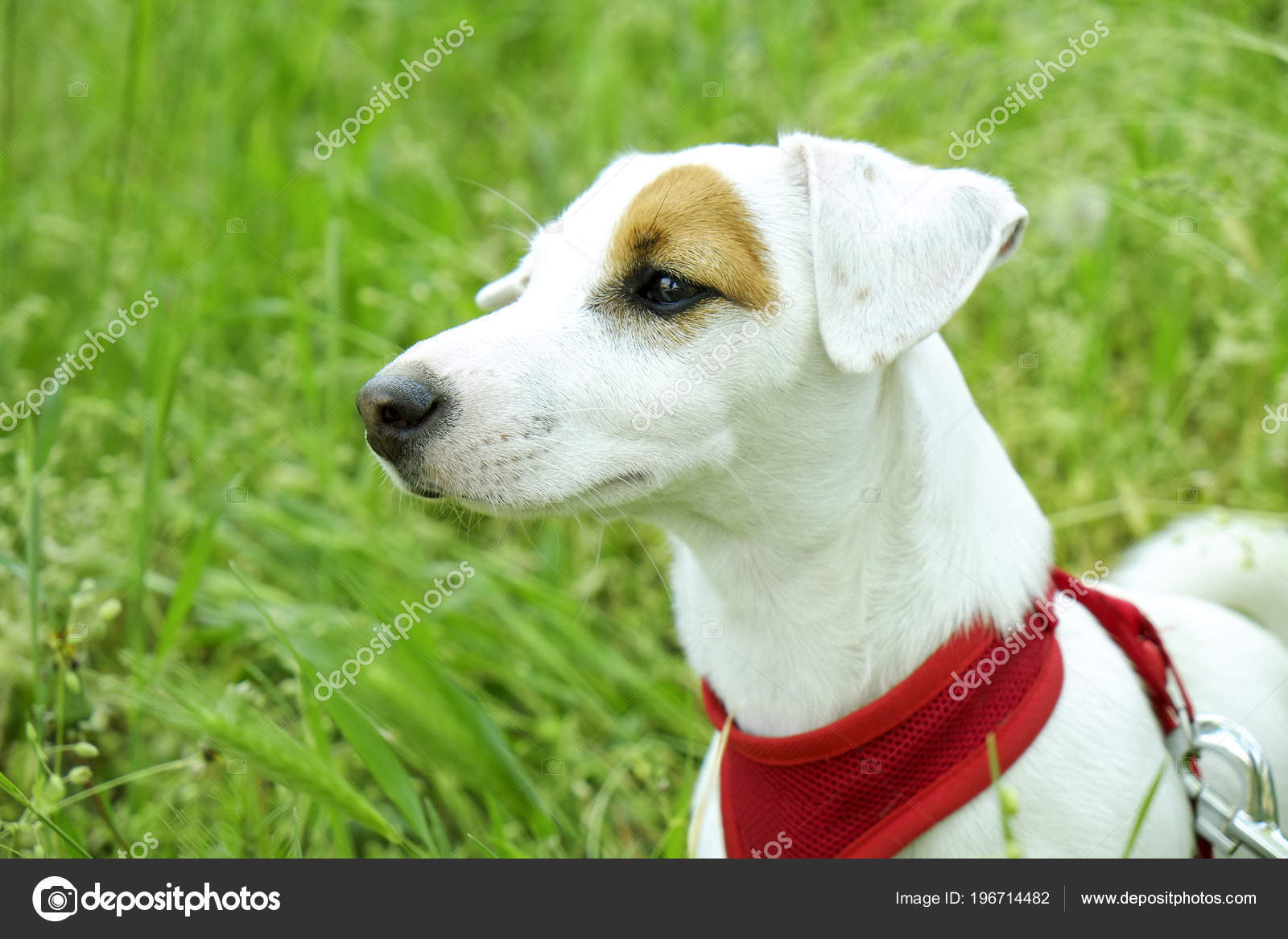 Chiot Drole Jack Russell Terrier Assis Sur Prairie Herbe Parc Image Libre De Droit Par Evrmmnt C Chiot Drole Jack Russell Terrier Assis Sur Prairie Herbe Parc Image Libre De Droit Par Evrmmnt C