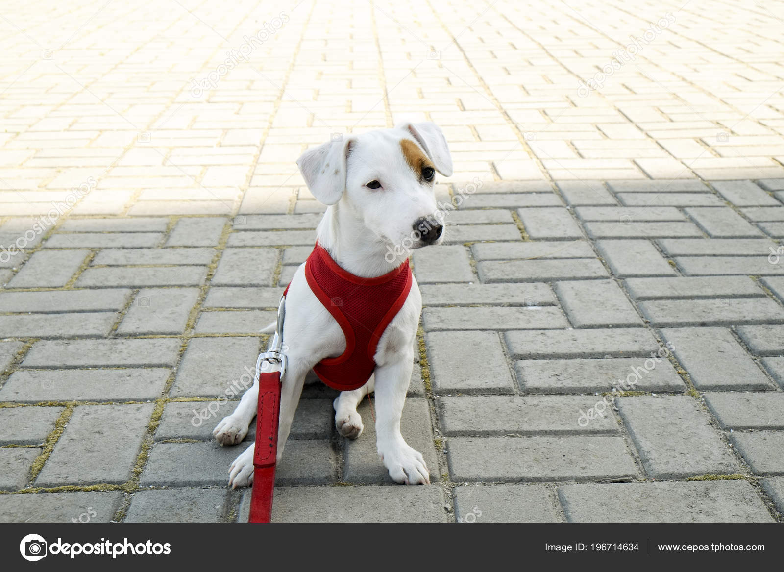 Funny Puppy Jack Russell Terrier Sitting Concrete Tiles Park Young
