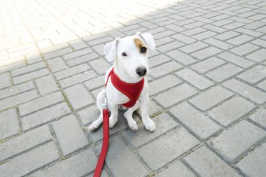 Komik köpek yavrusu jack russell terrier beton kiremit parkta oturan. Genç saf kırmızı şeritlidir tasmalı, açık havada dinlenme safkan köpek doğurmak. Arka plan, kopya alanı, yakın çekim.