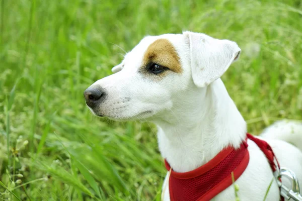Funny puppy of jack russell terrier sitting on grass meadow at the park. Young pure breed pedigree dog in red breast band on a leash, resting on green lawn, outdoors. Background, copy space, close up.