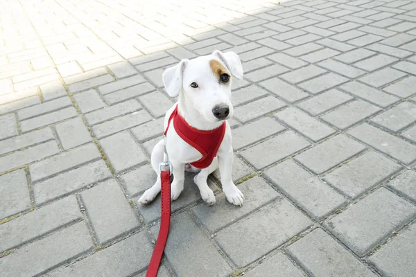 Vicces Kölyök Jack Russell Terrier Konkrét Csempe Parkban Fiatal Tiszta — Stock Fotó