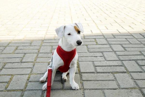 Funny puppy of jack russell terrier sitting on concrete tiles at the park. Young pure breed pedigree dog in red breast band on a leash, resting, outdoors. Background, copy space, close up.