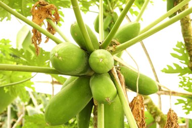 Bir grup olgunlaşmamış yerel dalında asılı birden çok yeşil papaya meyve çiftlik üretmek organik. Palmiye ekimi büyüyen yarda, yetiştirilmesi ağaç fruitage hasat güneş ışığı içinde dolu. Arka plan, yakın çekim