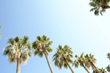 Alt egzotik Kaliforniya Hindistan cevizi palmiye ağaçları ile büyük yaprakları şeritler ışığında görünümünü üzerinde beyaz ve mavi gökyüzü arka plan, güneşli bir gün.