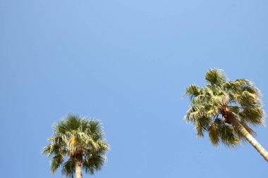 Alt egzotik Kaliforniya Hindistan cevizi palmiye ağaçları ile büyük yaprakları şeritler ışığında görünümünü üzerinde beyaz ve mavi gökyüzü arka plan, güneşli bir gün.