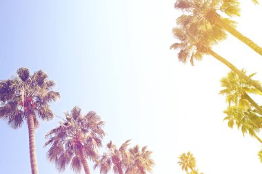 Retro tonlu görüntü güzel egzotik Kaliforniya Hindistan cevizi hurma ağacının en fazla yaz gökyüzü arka plan üzerinde büyük yaprakları ile. Tropik bitkiler Kaliforniya'da. Vintage günbatımı filtre. Kopya alanı, alttan görünüm.